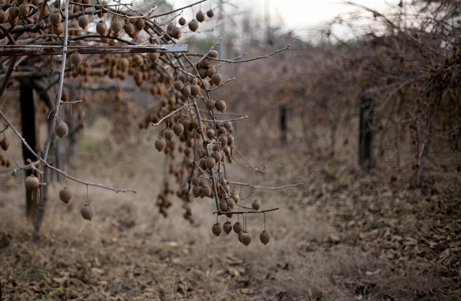 autumn, nature, Garden, kiwi