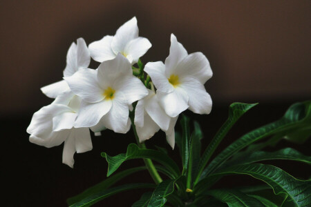 background, flowers, leaves, plumeria, white