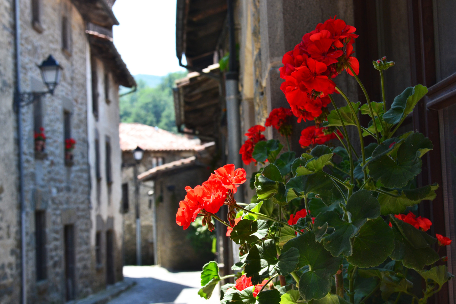 gade, Spanien, geranium