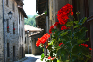 pelargónie, španielsko, pouličné