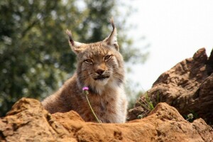 lince, permanecer, piedras, mirada tierna