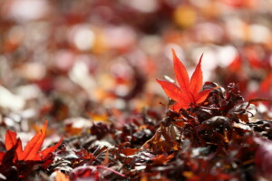 feuilles, macro, la nature