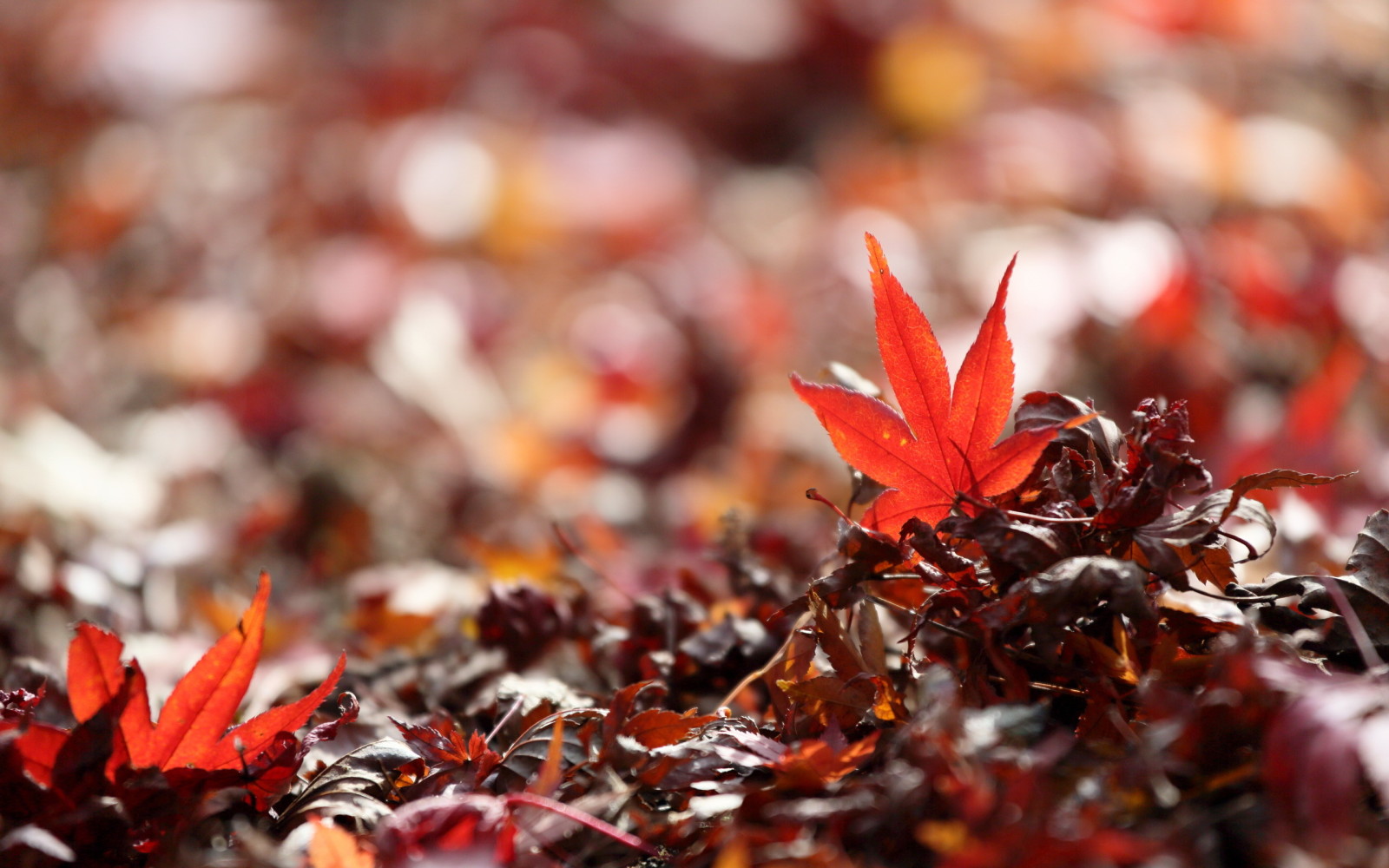 la nature, macro, feuilles