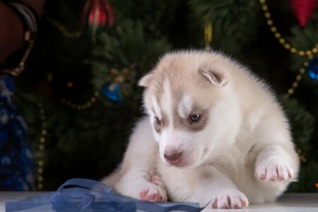 hund, husky, hundehvalp, bånd