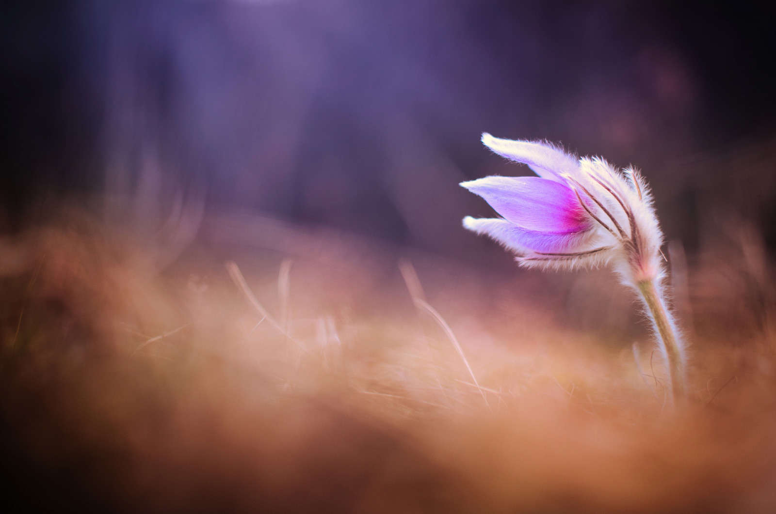 macro, printemps, fleur, herbe à dormir, primevère, traverser grand, dors bien