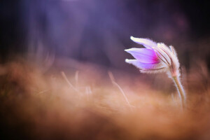 cruz grande, flor, macro, primavera, duerme bien, hierba para dormir, primavera