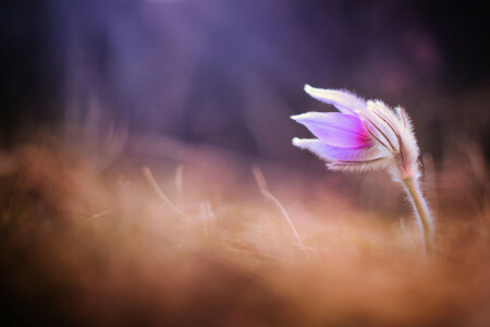 traverser grand, fleur, macro, primevère, dors bien, herbe à dormir, printemps