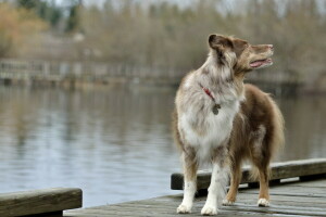 cane, ogni, Guarda