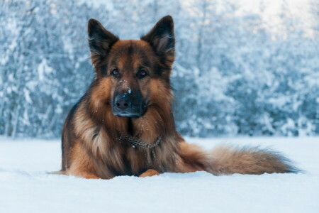 Hund, jeder, aussehen