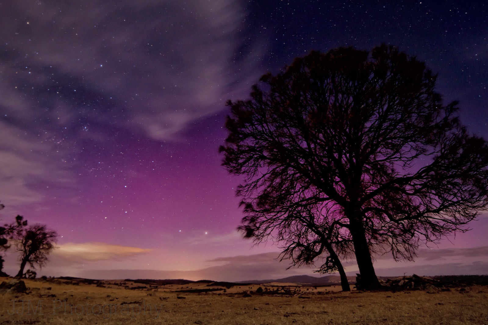 tree, nature, the sky, night, stars