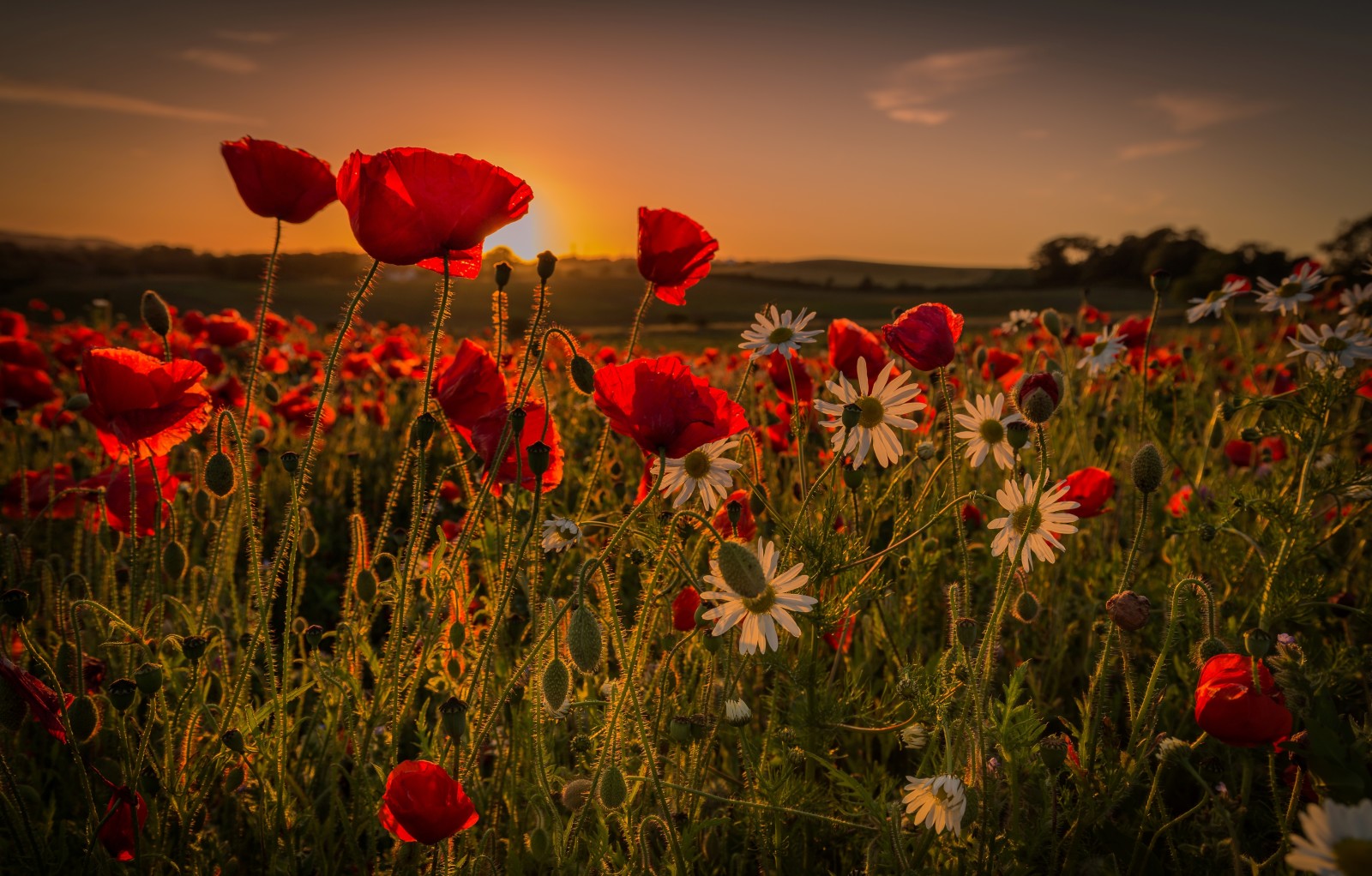 verano, puesta de sol, flores