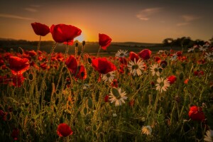 flores, verano, puesta de sol