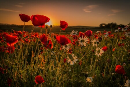 blomster, sommer, solnedgang