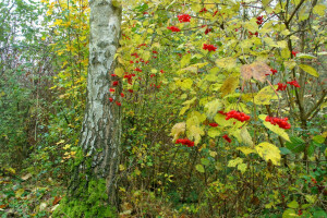 autunno, frutti di bosco, cespuglio, foresta, Kalina, le foglie, alberi