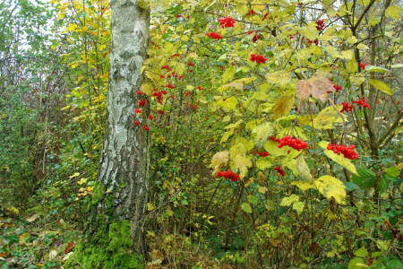 otoño, bayas, Arbusto, bosque, Kalina, hojas, arboles