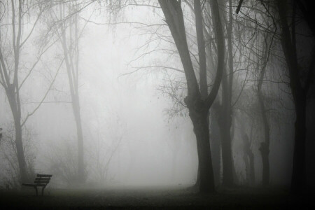 banc, brouillard, parc