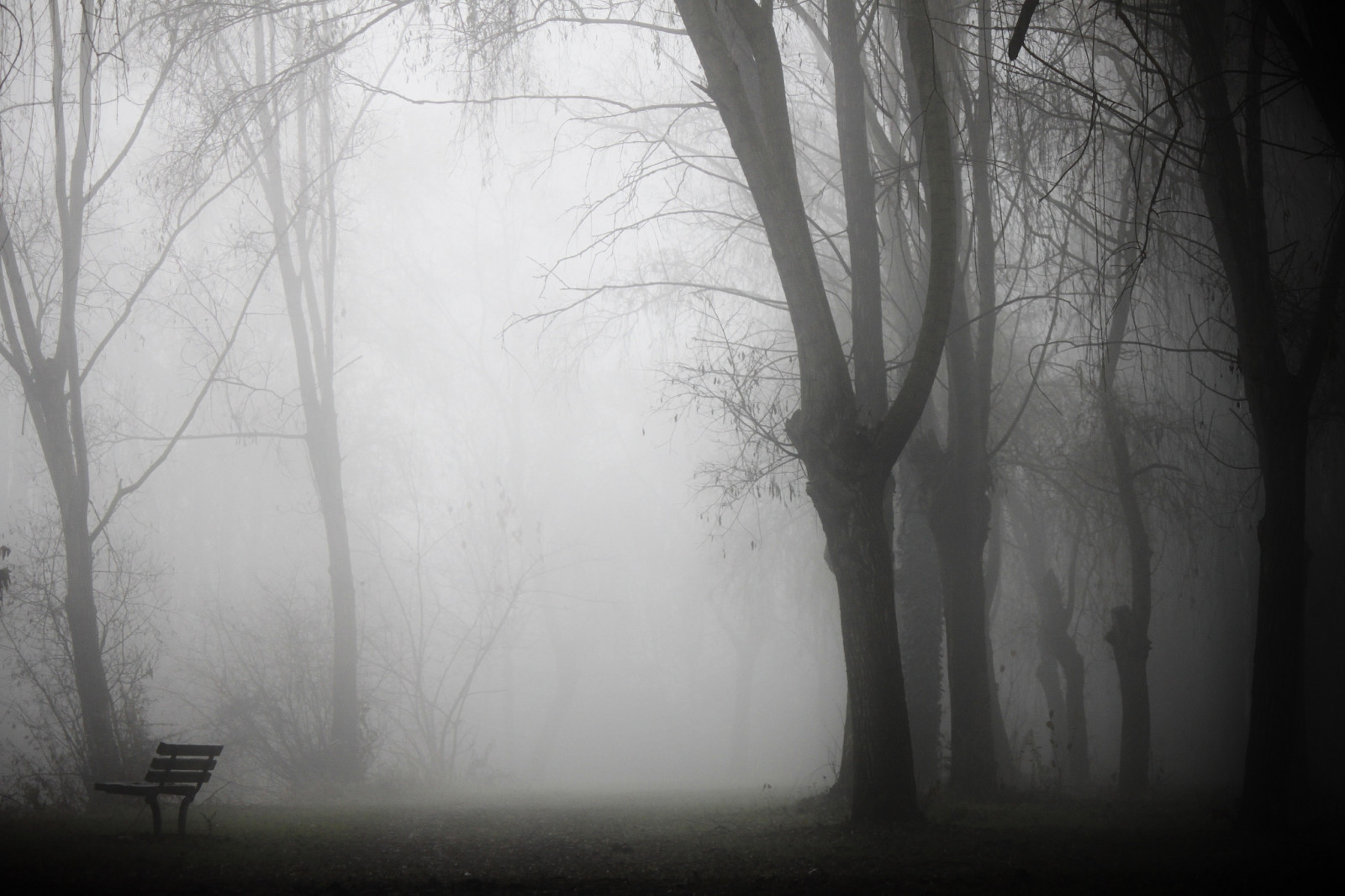 Park, fog, bench