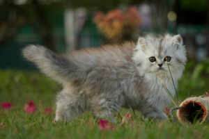 bebé, césped, gatito, caminar