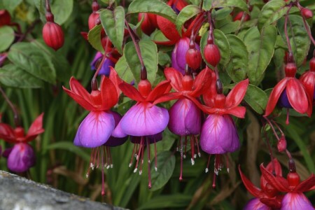 fuchsia, macro, petals