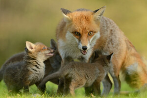 cubs, Fox, kids, look, motherhood