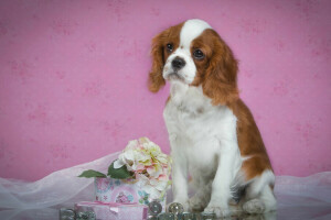 cachorro, Spaniel, visto