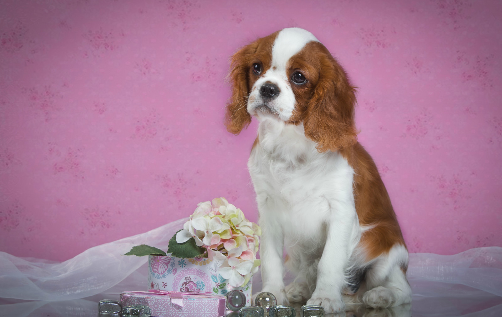 cachorro, visto, Spaniel