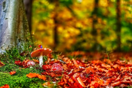 forest, grass, leaves, mushroom, mushrooms, trees