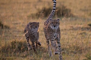 inhalen, cheeta, Savannah, wilde katten