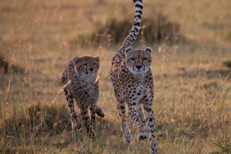 rattraper, guépards, Savane, chats sauvages