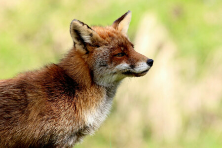 Contexte, Renard, profil, rouge