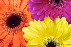 fleurs, Gerbera, peindre, pétales