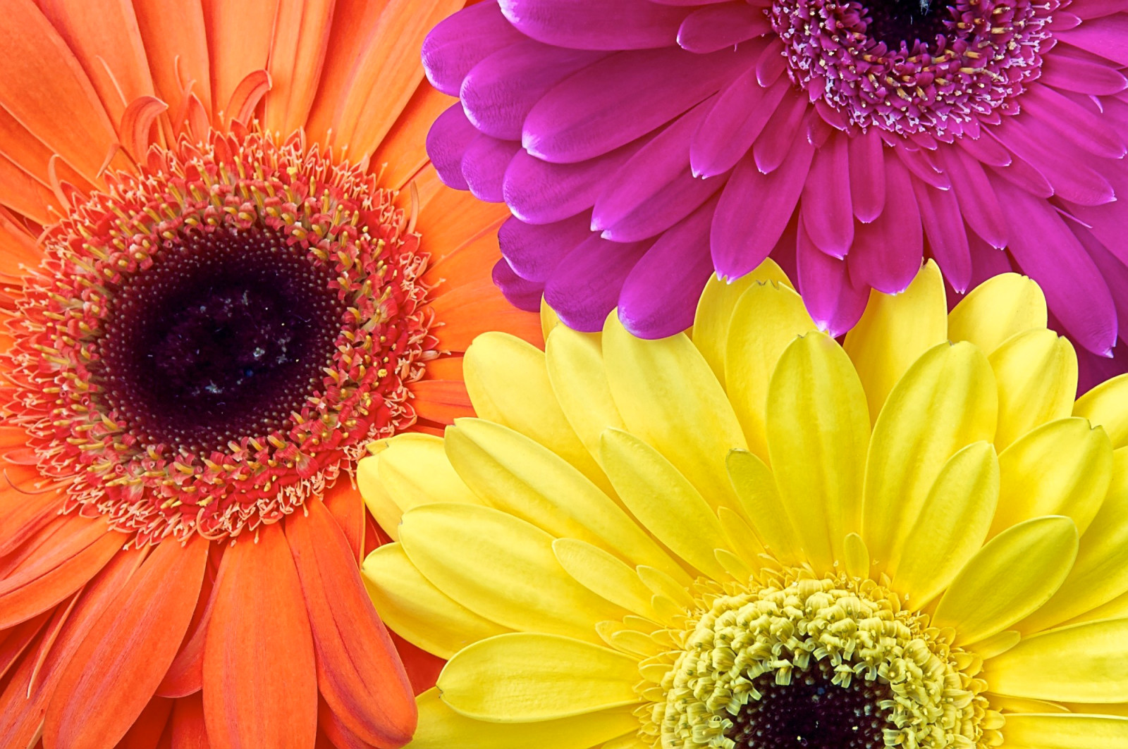 flores, pintar, pétalos, Gerbera