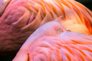 animales, aves, color, plumas, Flamenco, rosado