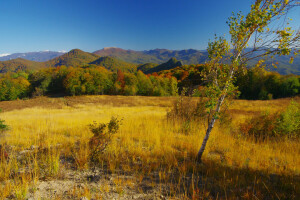 осень, береза, поле, лес, трава, холмы, горы, солнце