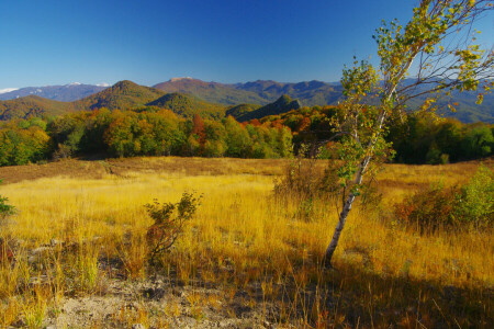 l'automne, bouleau, champ, forêt, herbe, collines, montagnes, le soleil