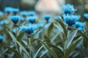 blauw, boeket, Struik, bloembed, bloeiende, bloemen, gras, groenten