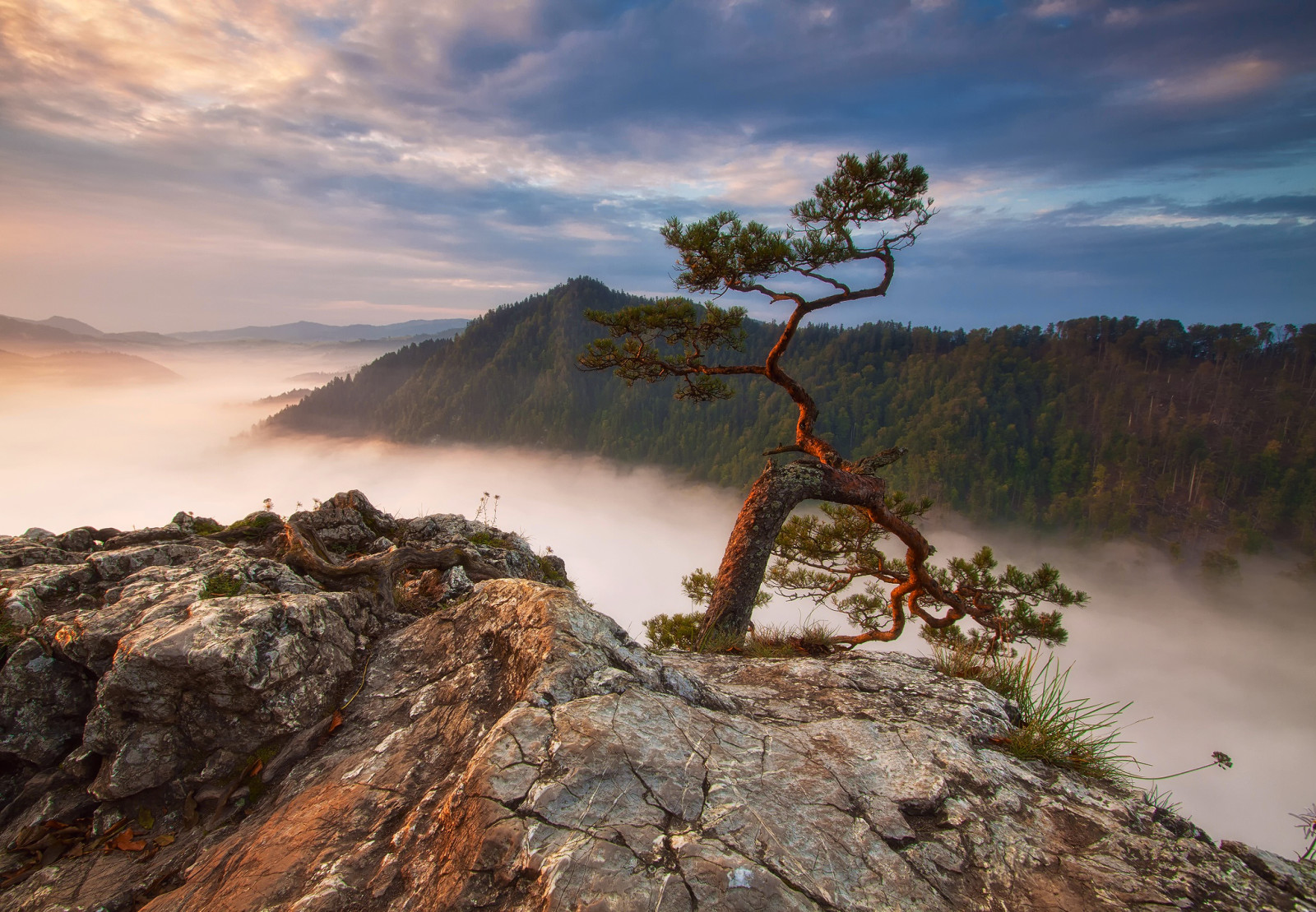 pădure, munţi, pin, roci, ceaţă, Polonia, Sokolica