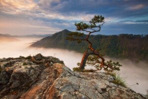 niebla, bosque, montañas, pino, Polonia, rocas, Sokolica