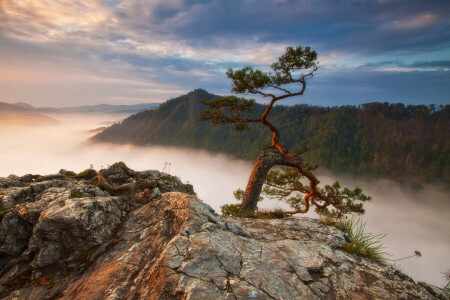 ceaţă, pădure, munţi, pin, Polonia, roci, Sokolica