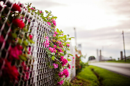 Hintergrund, Blumen, der Zaun