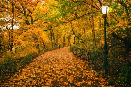 Herbst, Bänke, Zentralpark, Laternenpfähle, Blätter, New York, Menschen, der Weg