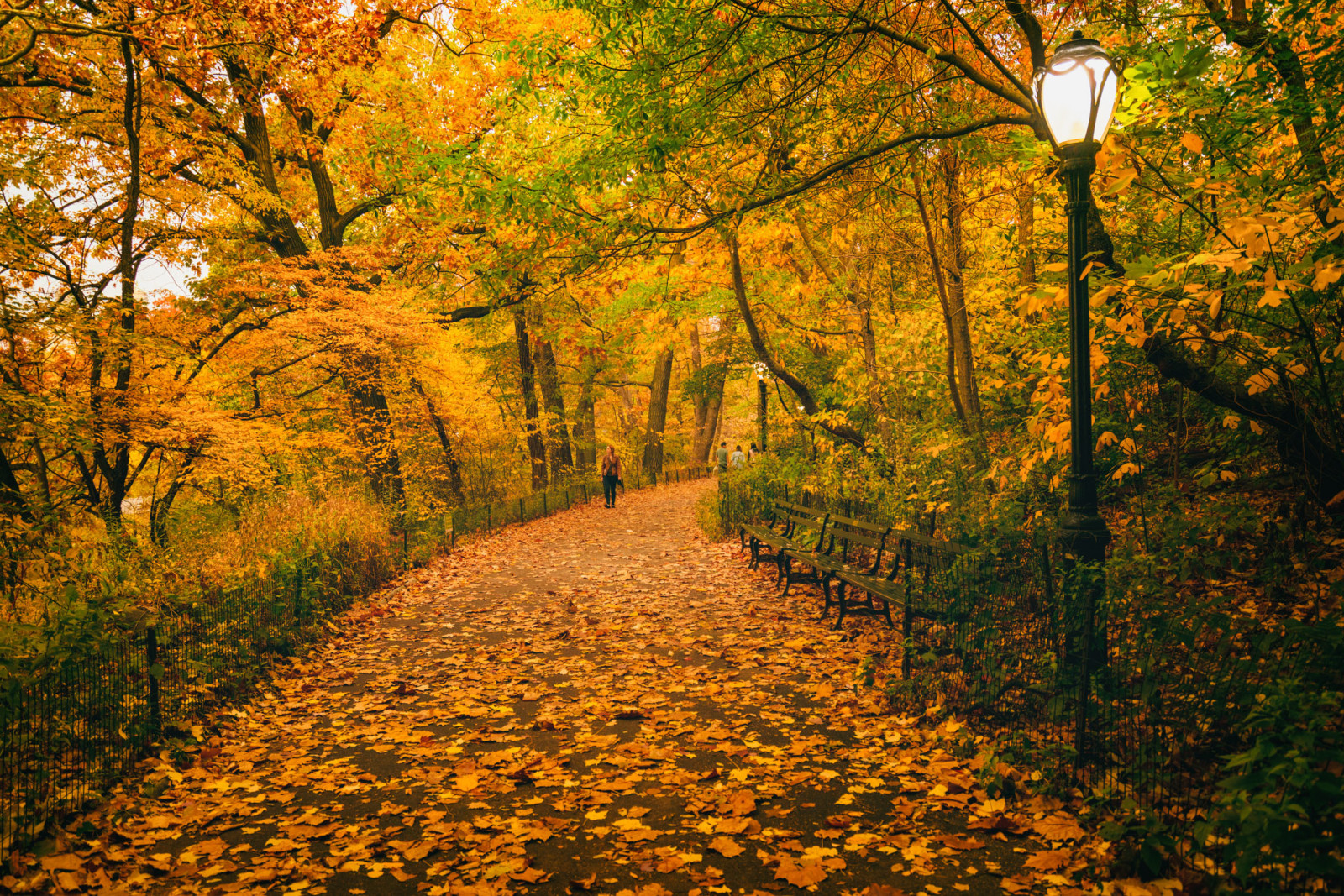 herfst, bomen, bladeren, mensen, de weg, New York, bankjes, Centrale park