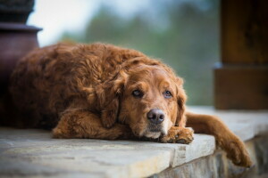 cane, ogni, Guarda