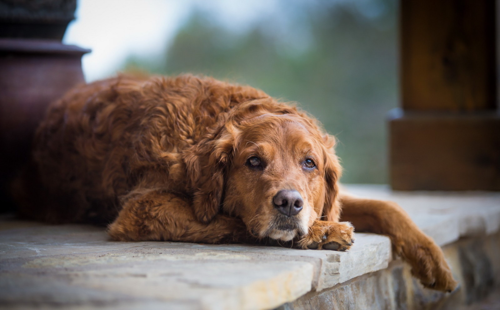 Guarda, cane, ogni