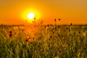 campo, flores, césped, prado, puesta de sol, el cielo, el sol