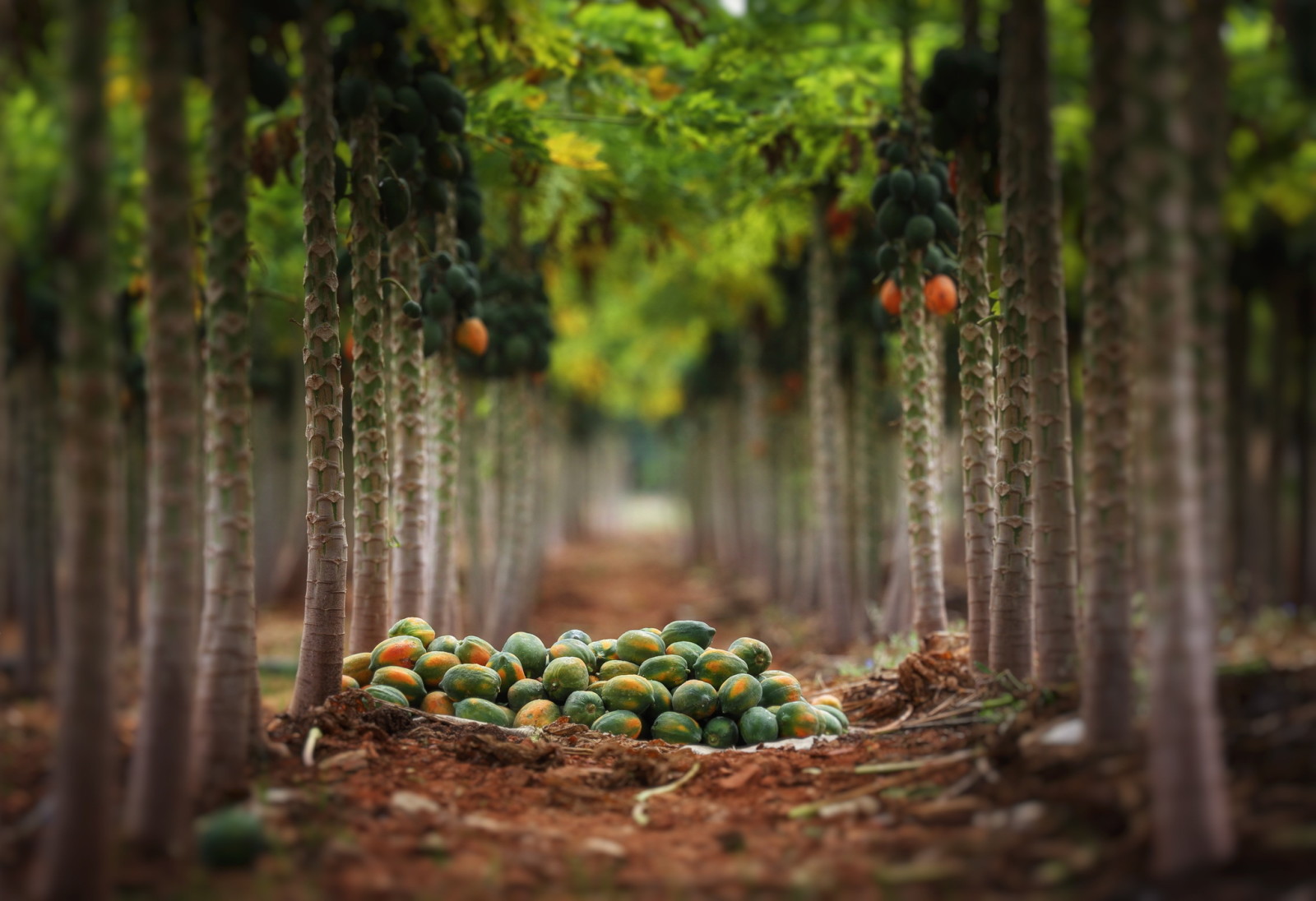 nature, Garden, fruit