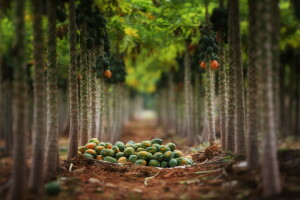 fruta, Jardim, natureza