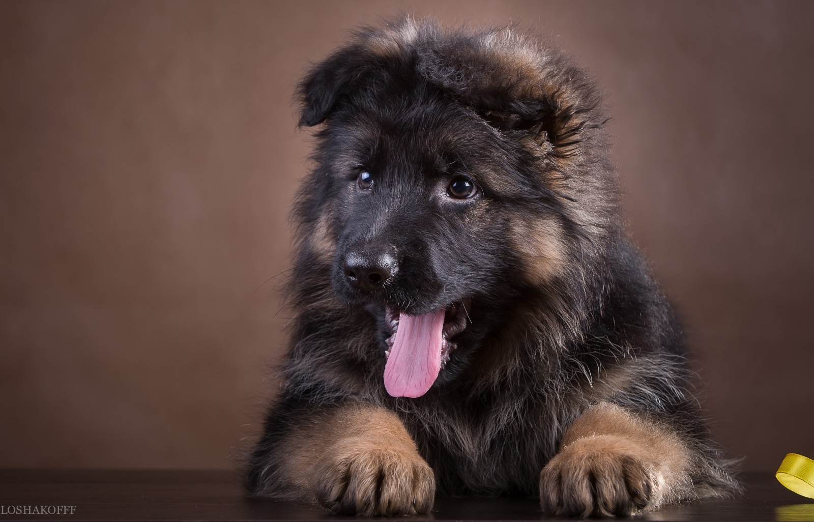 puppy, language, breed, German shepherd