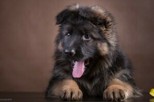 procriar, pastor alemão, língua, cachorro