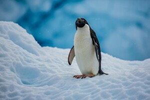 Antarctica, bird, penguin, snow, The Adelie Penguin